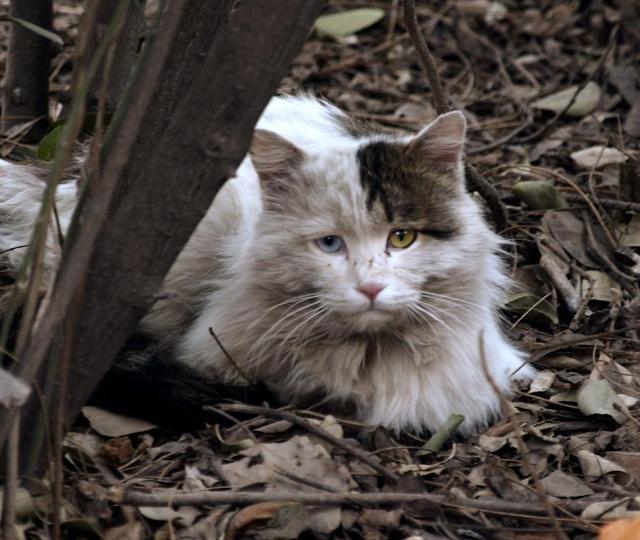 折耳猫可以活多久_折耳猫寿命有多长_（折耳猫有活过10年以上的吗）