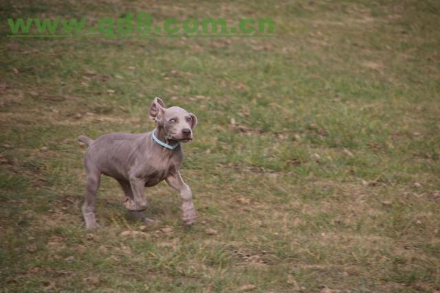 威玛猎犬多少钱（威玛猎犬幼犬多少钱一只）