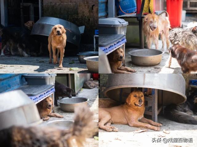 宠物救助站是免费救助吗,专业吗（宠物救助站救助要钱吗）