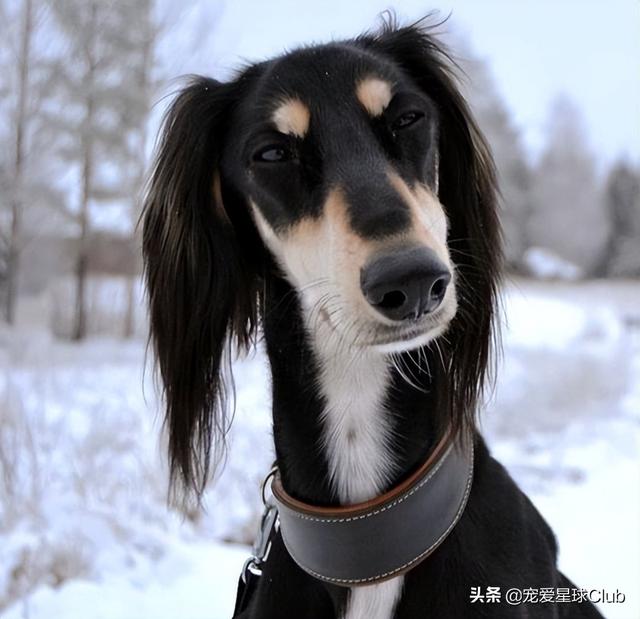 中国细犬和灵缇犬的区别（灵缇犬与细狗的区别）