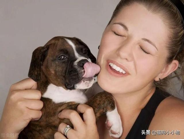 边牧犬多少钱一只幼崽纯种（边牧犬多少钱一只幼崽图片）