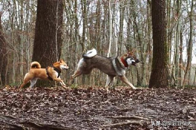 黑色秋田犬多少钱一只（虎斑秋田犬多少钱一只）