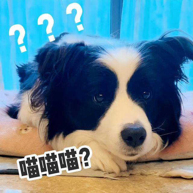 边牧犬多少钱一只（边牧的幼犬多少钱一只）