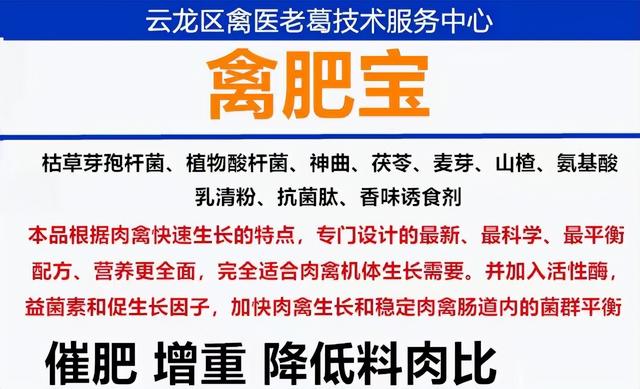 鸭子吃什么东西作为食物准备长出羽毛鸭子需要注意什么（鸭子吃什么东西作为食物英语）