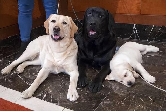 腊肠犬幼犬价格（腊肠犬的价格与图片）