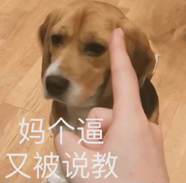 比格犬图片 纯种 黑色（比格犬图片 纯种价值多少一只）