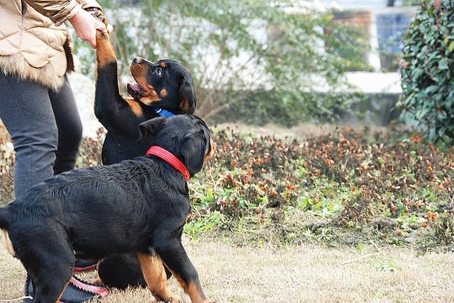 纯种罗威纳幼犬价格（进口罗威纳犬多少钱一条纯种的）