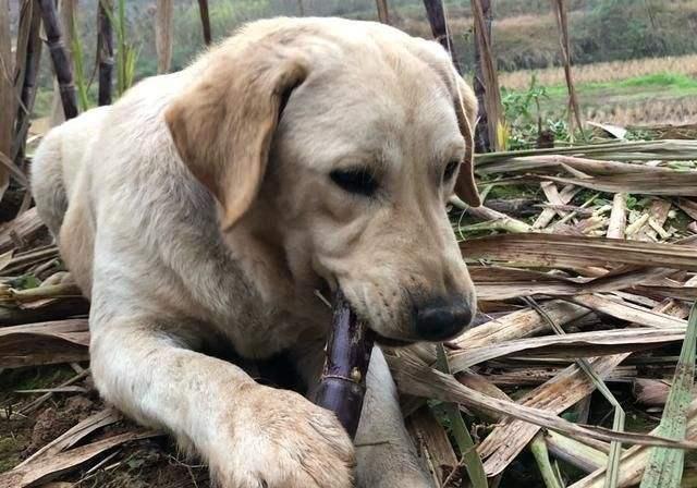 阿拉斯加犬纯种幼犬多少钱（一只纯种阿拉斯加犬大概多少钱）