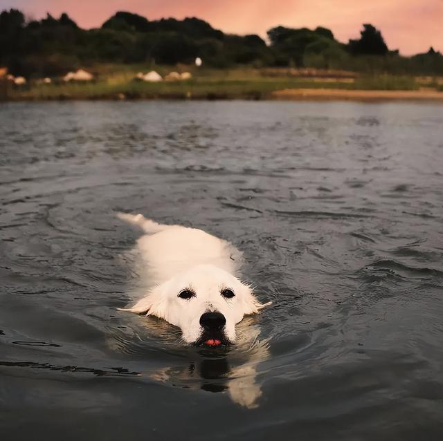 沙滩金毛犬图片大全（白色金毛犬图片大全）