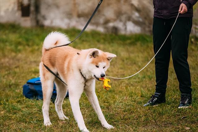 秋田犬多少钱一只幼崽 市场价格（秋田犬多少钱一只幼崽贴吧）