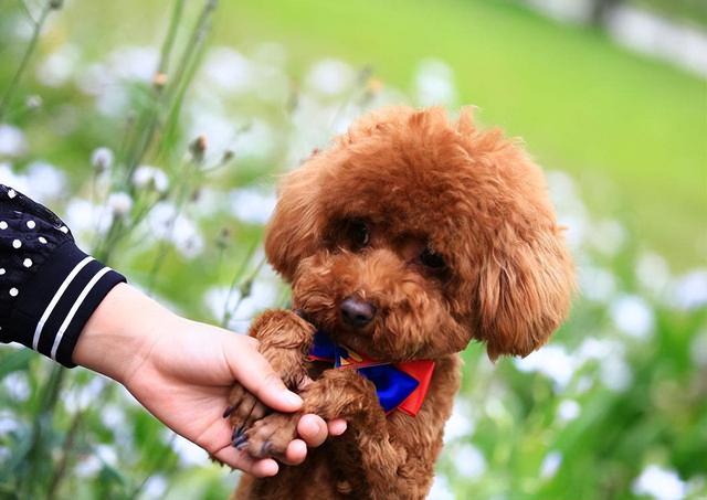 泰迪狗恨主人的表现（泰迪犬讨厌主人的表现）