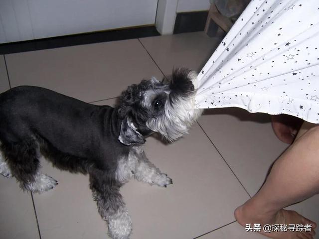 雪纳瑞犬会看家吗（雪纳瑞可以看家护院吗）