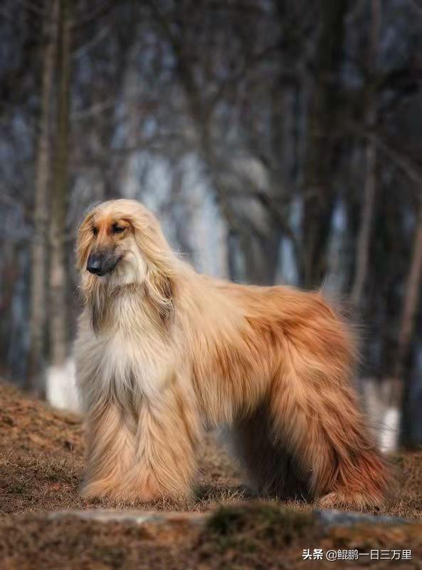 大白熊多少钱一只 幼犬（大白熊犬多少钱）