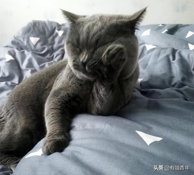 布偶猫吐血怎么回事（猫吐血怎么回事吃什么药）