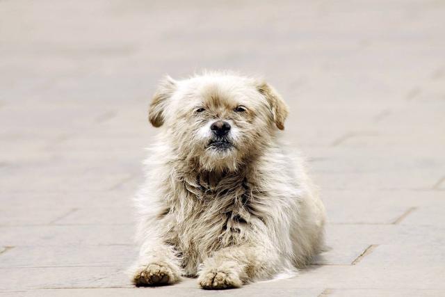 比熊犬多少钱一只幼崽子（比熊犬多少钱一只幼仔）