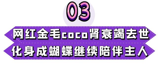 狗可以吃红心火龙果吗（狗为什么不能吃红心火龙果）