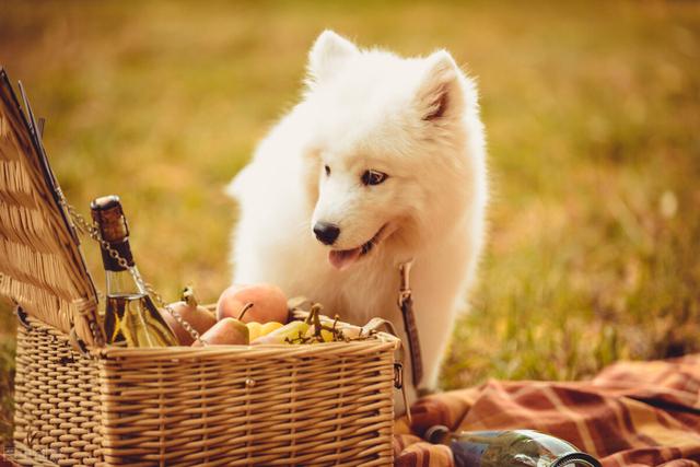 纯种萨摩耶犬多少钱一只幼崽（萨摩耶犬多少钱一只幼崽图片）