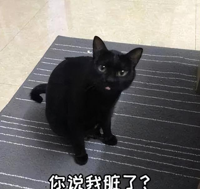 猫咪越养越不亲人（家养的猫为什么看见人就跑）