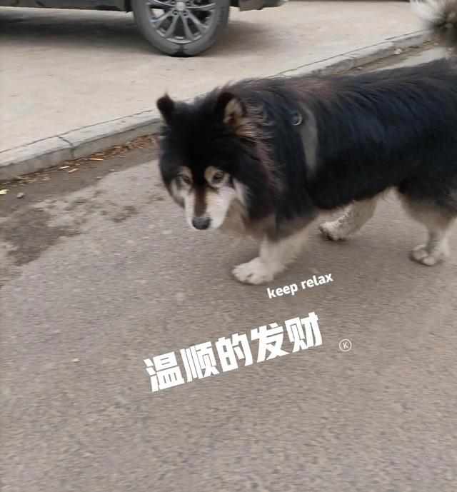 小鹿犬多少钱一只_（小鹿犬大概多少钱一只）