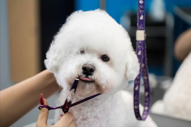 比熊犬如何训练_（比熊犬如何训练大小便）