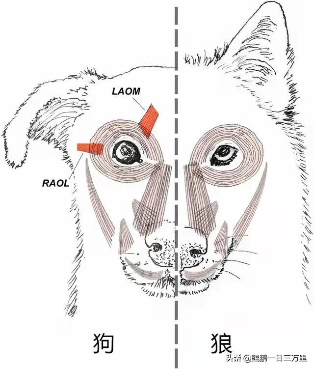 大白熊多少钱一只 幼犬（大白熊犬多少钱）