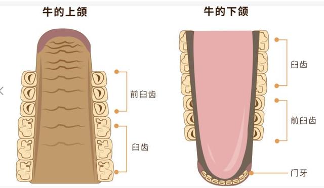 天牛会咬死人吗（天牛咬人不咬人）