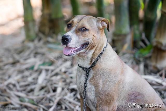 怎样训练博美小狗听话（怎么训练博美犬呢）