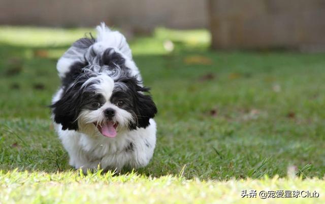 韩国西施犬价格（西施犬大概多少钱一只）