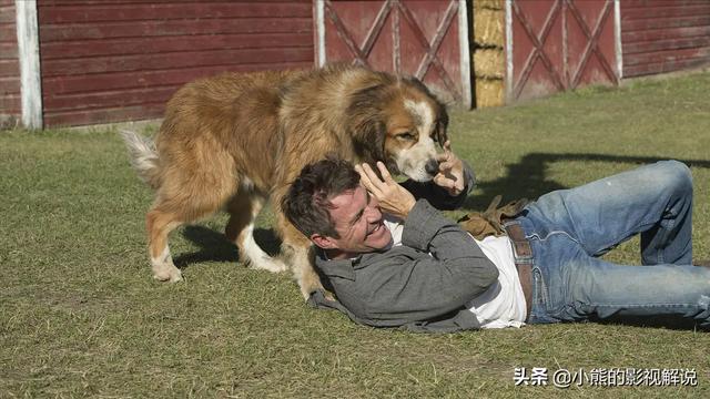 圣伯纳犬多少钱一只_圣少伯纳价格大盘点（圣伯纳犬多少钱一只）