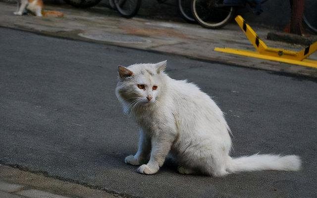 折耳猫一般可以活多少年（折耳猫都活不久吗）