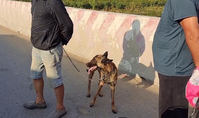 马犬图片大全 纯种多少钱一只（训练好的马犬多少钱）