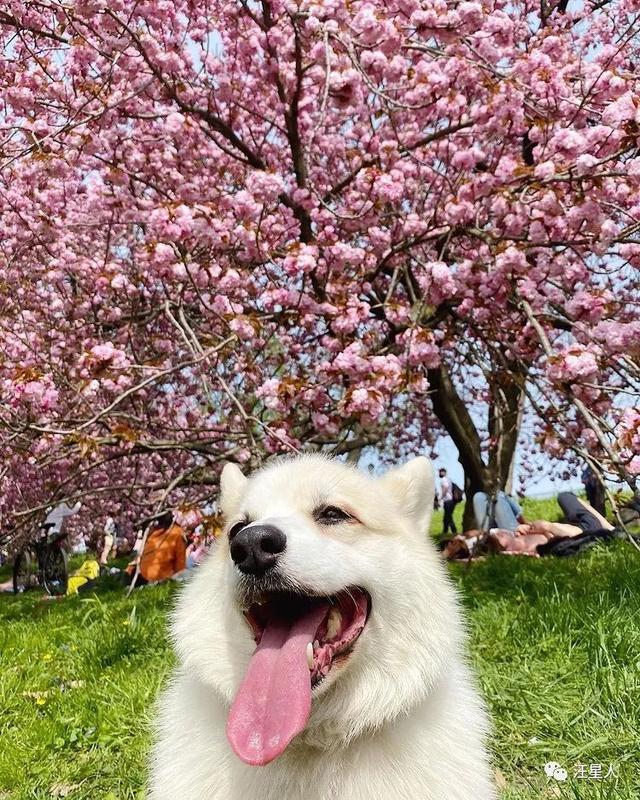 柯基幼犬一般多少钱（柯基犬多少钱一只幼崽价格宠物猫网站）