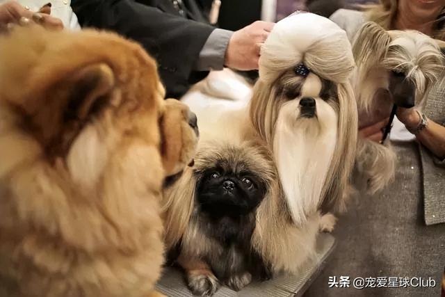 韩国西施犬价格（西施犬大概多少钱一只）