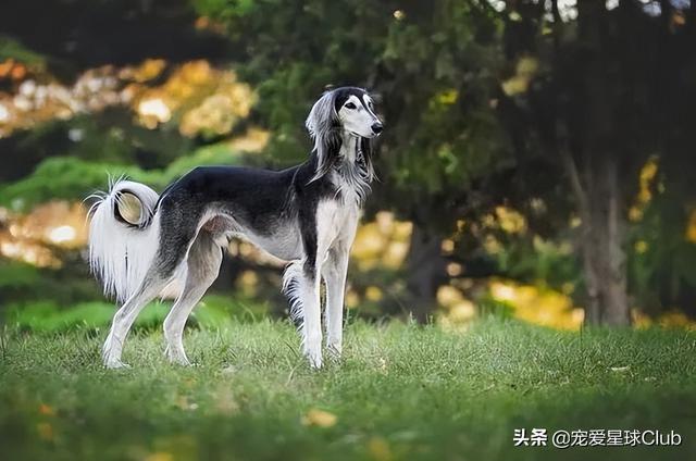 中国细犬和灵缇犬的区别（灵缇犬与细狗的区别）