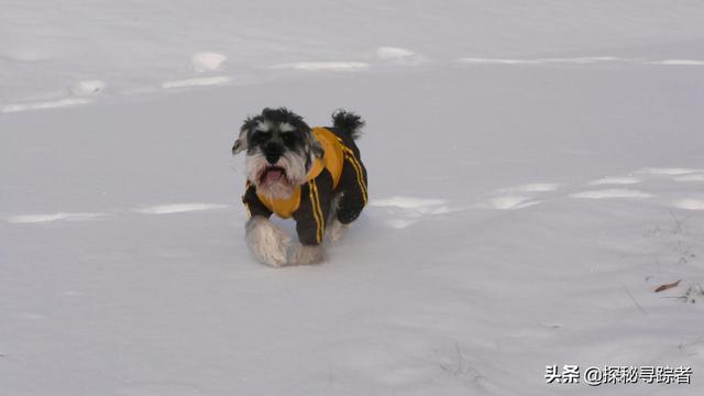 雪纳瑞犬会看家吗（雪纳瑞可以看家护院吗）