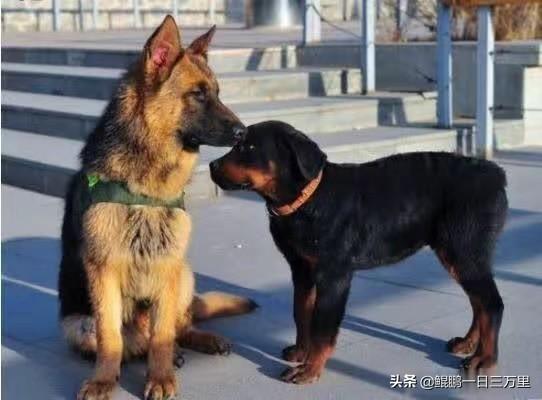 大白熊多少钱一只 幼犬（大白熊犬多少钱）