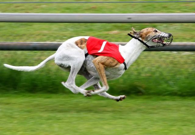 格力犬多少钱一只小狗（格力犬多少钱一只能抓兔子的那种）