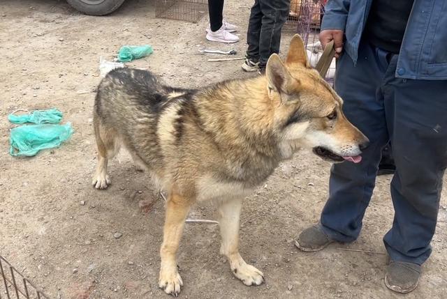 古牧犬多少钱一只_（古牧多少钱一只幼犬）