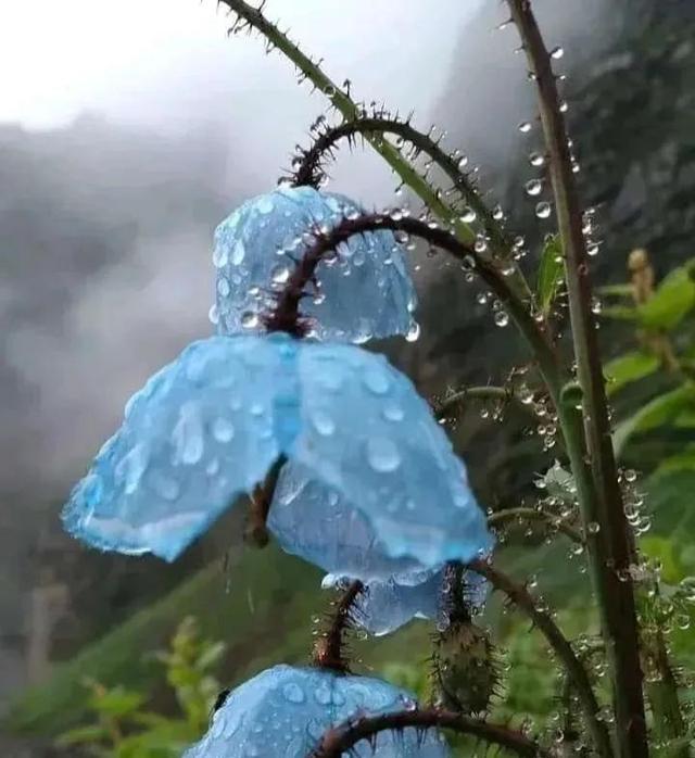 轻微狗咬牙印图片发红（狗咬一下有淡淡红痕）