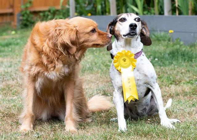 比格犬图片 纯种 黑色（比格犬图片 纯种价值多少一只）