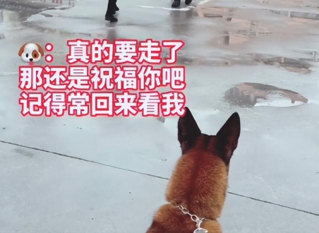 马犬多少钱一只小犬（一个月小马犬多少钱一只）