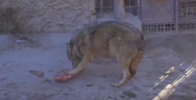 边牧犬多少钱一只幼犬（杜宾多少钱一只幼犬）