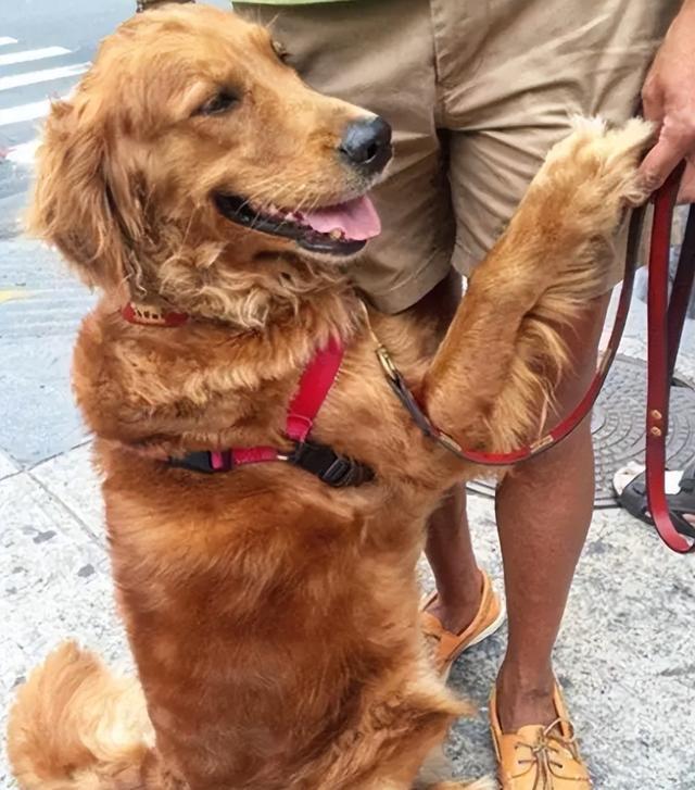 金毛幼犬能不能打（为什么不能打金毛狗）