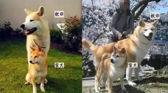 柴犬跟秋田犬哪个好养（柴犬和秋田犬哪个适合家养）