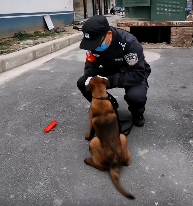 两个月马犬多少钱（一个月小马犬一般多少钱）