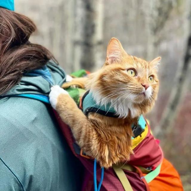 橘猫多少钱一只（宠物店的橘猫一般多少钱一只）