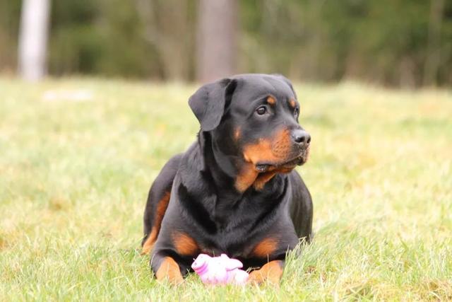 纯种罗威纳幼犬价格（进口罗威纳犬多少钱一条纯种的）