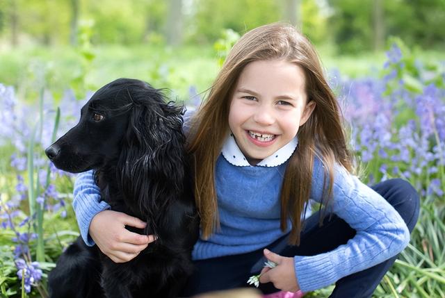 德国可卡犬多少钱一只（美国可卡犬幼犬图片）