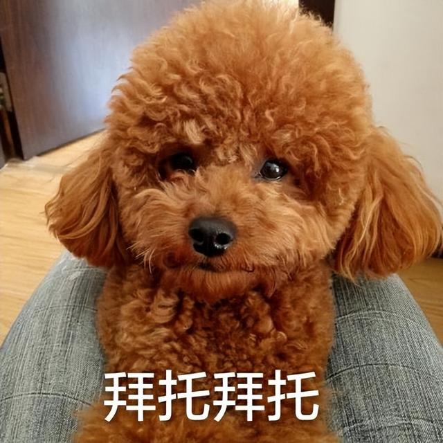 泰迪狗幼犬多少钱一只（泰迪犬的价格多少钱一只）