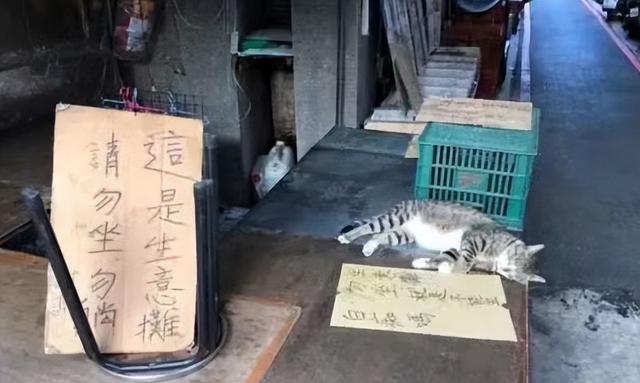 猫能吃薯片吗_（猫为什么不能吃薯片）